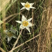 Showtuin Aartselaar Tulipa turkestanica Stipa Showtuin rreac04 Publiek Aartselaar Tulipa turkestanica Stipa